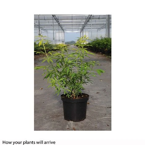 Choisya X Dewitteana 'Goldfingers' 7 Choisya X Dewitteana 'Goldfingers' - Image 5