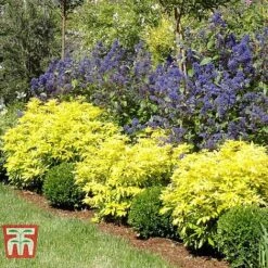 Choisya X Dewitteana 'Goldfingers' 9 Choisya X Dewitteana 'Goldfingers' -Garden Glory Sales CHOI T66144 D