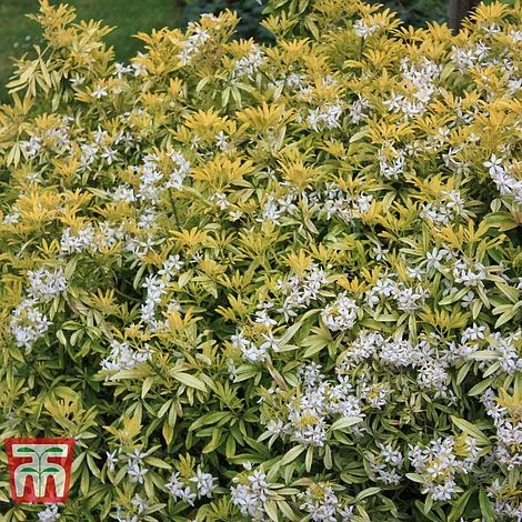 Choisya X Dewitteana 'Goldfingers' 3 Choisya X Dewitteana 'Goldfingers'