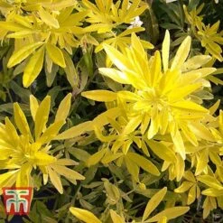 Choisya X Dewitteana 'Goldfingers' 10 Choisya X Dewitteana 'Goldfingers' -Garden Glory Sales CHOI T66144 F