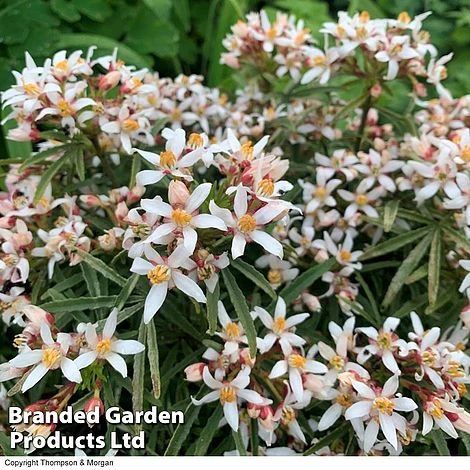 Choisya 'Little Bee' 4 Choisya 'Little Bee' - Image 2