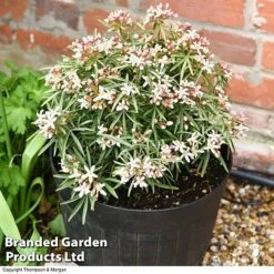 Choisya 'Little Bee' 7 Choisya 'Little Bee' -Garden Glory Sales CHOI WKC1582 C1