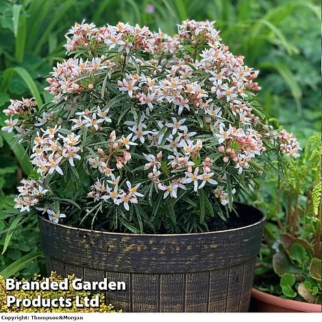 Choisya 'Little Bee' 3 Choisya 'Little Bee'