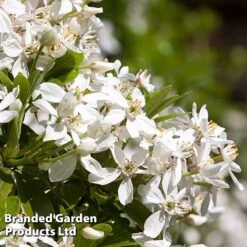 Evergreen Patio Shrub Collection -Garden Glory Sales CHOI TERNATA L30898
