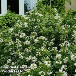 Evergreen Patio Shrub Collection -Garden Glory Sales CHOI TERNATA S30899