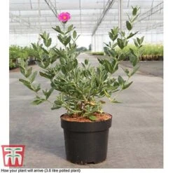 Cistus X Pulverulentus 'Sunset' -Garden Glory Sales CIST T66145 D3