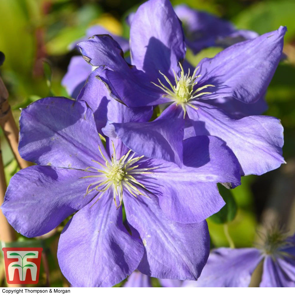 Clematis 'General Sikorski' 4 Clematis 'General Sikorski' - Image 2