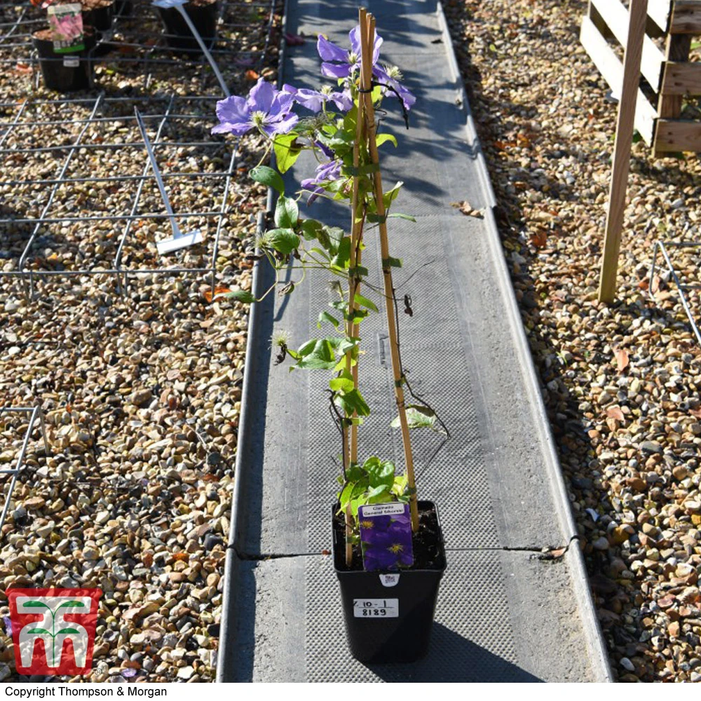 Clematis 'General Sikorski' 5 Clematis 'General Sikorski' - Image 3