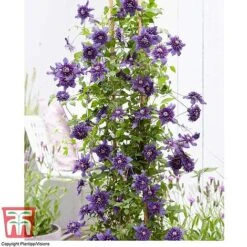 Clematis 'Kokonoe' -Garden Glory Sales CLEM KA8209 D