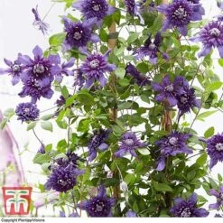 Clematis 'Kokonoe' -Garden Glory Sales CLEM KA8209 E