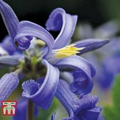 Garden Glory Sales -Garden Glory Sales CLEM NEW LOVE 1