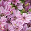 Clematis 'Nelly Moser' -Garden Glory Sales CLEM T58049 A
