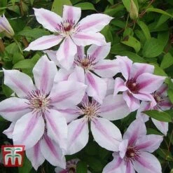 Clematis 'Nelly Moser' 15 Clematis 'Nelly Moser' -Garden Glory Sales CLEM T58049 D
