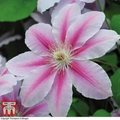 Clematis 'Nelly Moser' 17 Clematis 'Nelly Moser' -Garden Glory Sales CLEM T58049 F