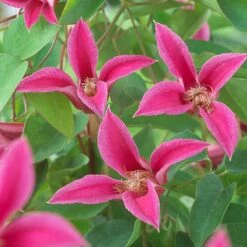 Clematis 'Princess Diana' 9 Clematis 'Princess Diana' -Garden Glory Sales CLEM T58051 A h