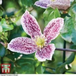 Clematis Cirrhosa Var. Purpurascens 'Freckles' -Garden Glory Sales CLEM T59148 C1