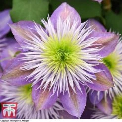 Clematis Crystal Fountain™ Evipo038 -Garden Glory Sales CLEM T59150 B1