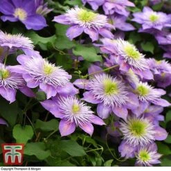 Clematis Crystal Fountain™ Evipo038 -Garden Glory Sales CLEM T59150 D1