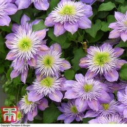 Clematis Crystal Fountain™ Evipo038 -Garden Glory Sales CLEM T59150 E1