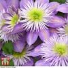 Clematis Crystal Fountain™ Evipo038 -Garden Glory Sales CLEM T59150 F1