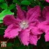 Clematis 'Ernest Markham' -Garden Glory Sales CLEM T59151 B