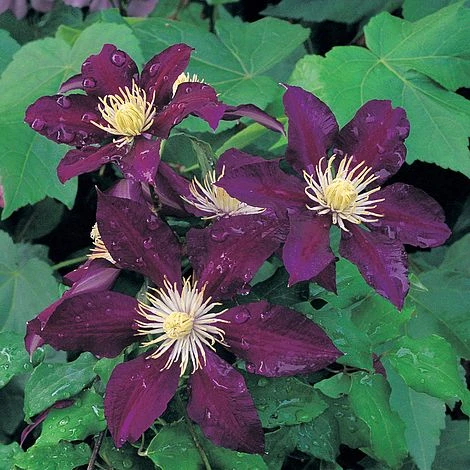 Clematis 'The Vagabond' 3 Clematis 'The Vagabond'