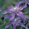 Clematis 'Arabella' -Garden Glory Sales CLEM T59395 A h