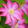 Clematis 'Asao' -Garden Glory Sales CLEM T59396 A h