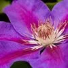 Clematis 'Ashva' -Garden Glory Sales CLEM T59397 A h
