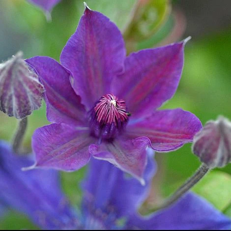 Clematis 'Ashva' 4 Clematis 'Ashva' - Image 2