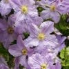 Clematis 'Blekitny Aniol' -Garden Glory Sales CLEM T59398 A h