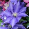 Clematis 'Daniel Deronda' -Garden Glory Sales CLEM T59402 A h