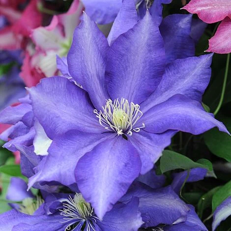 Clematis 'Daniel Deronda' 3 Clematis 'Daniel Deronda'