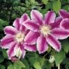 Clematis 'Dr Ruppel' -Garden Glory Sales CLEM T59405 A h