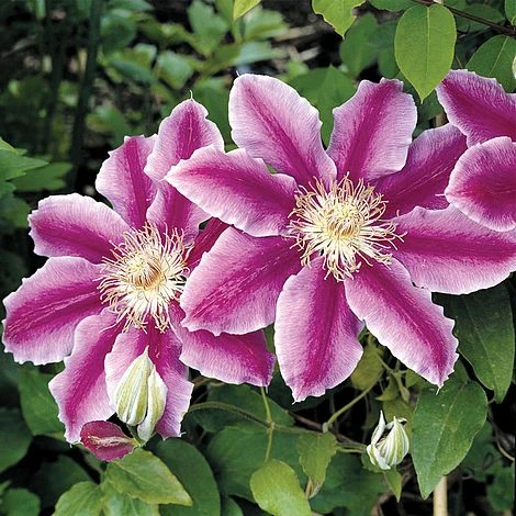 Clematis 'Dr Ruppel' 3 Clematis 'Dr Ruppel'