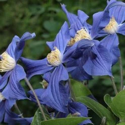 Clematis X Durandii