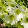 Clematis 'Early Sensation' 1 Clematis 'Early Sensation' -Garden Glory Sales CLEM T59407 A
