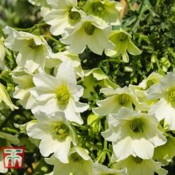 Clematis 'Early Sensation' -Garden Glory Sales CLEM T59407 C
