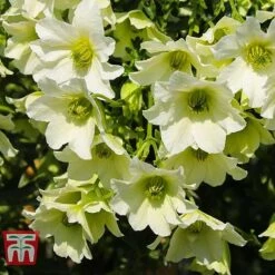 Clematis 'Early Sensation' -Garden Glory Sales CLEM T59407 D