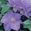 Clematis 'Fujimusume' -Garden Glory Sales CLEM T59408 A h