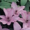 Clematis 'Hagley Hybrid' -Garden Glory Sales CLEM T59412 A h