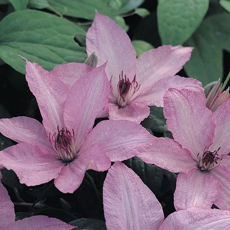 Clematis 'Hagley Hybrid' 3 Clematis 'Hagley Hybrid'