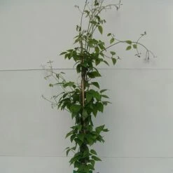 Clematis 'Justa' 15 Clematis 'Justa' -Garden Glory Sales CLEM T59416 A h