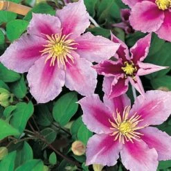 Clematis 'Piilu' -Garden Glory Sales CLEM T59431 A h