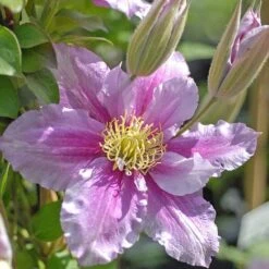 Clematis 'Piilu' -Garden Glory Sales CLEM T59431 B h