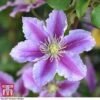Clematis 'Piilu' -Garden Glory Sales CLEM T59431 C