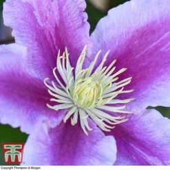 Clematis 'Piilu' -Garden Glory Sales CLEM T59431 E
