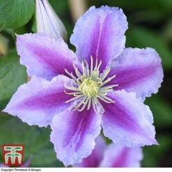 Clematis 'Piilu' -Garden Glory Sales CLEM T59431 F
