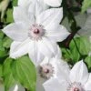 Clematis 'Snow Queen' 2 Clematis 'Snow Queen' -Garden Glory Sales CLEM T59445 A h