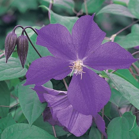 Clematis 'Star Of India' 3 Clematis 'Star Of India'